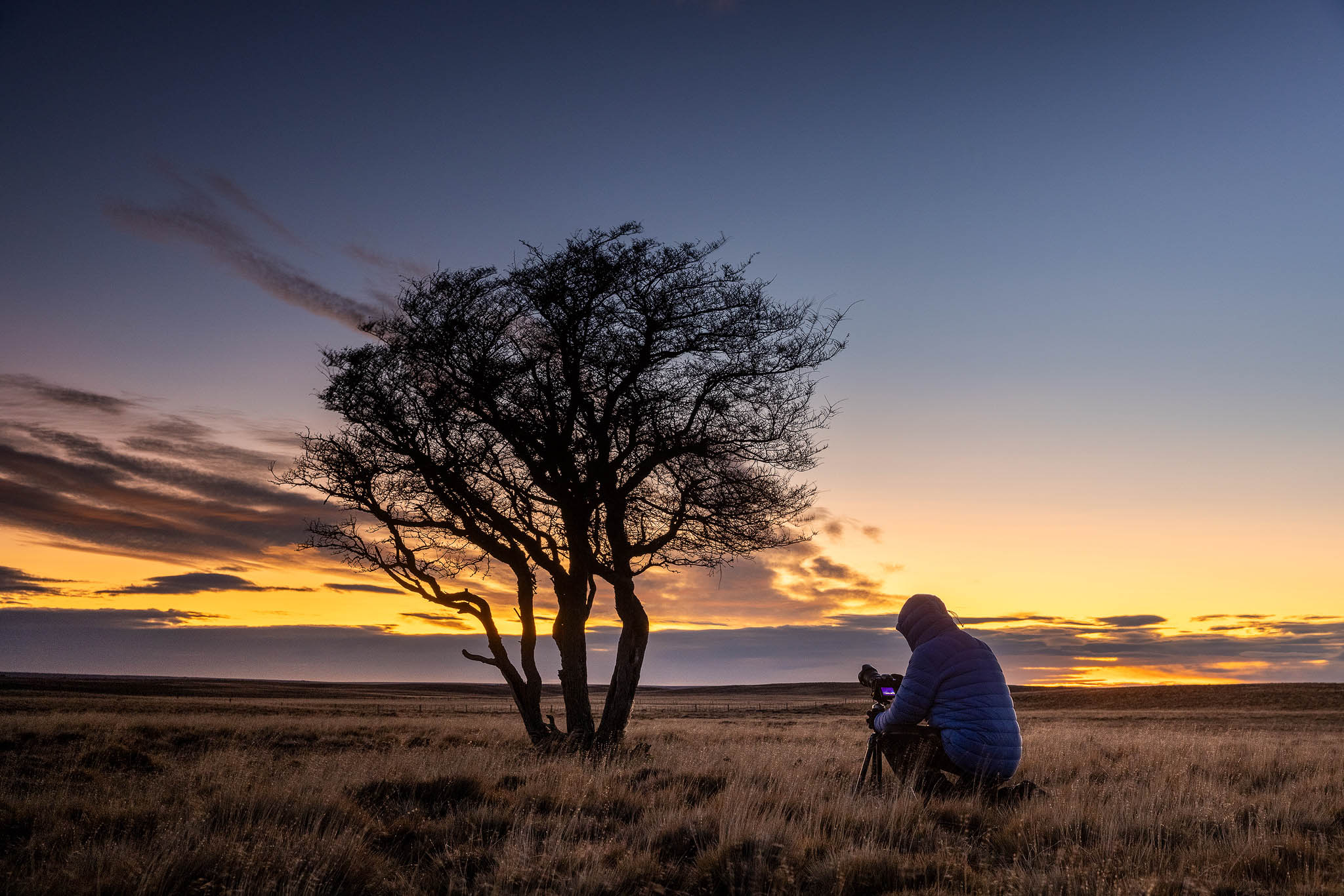 The Trees of Tierra del Fuego by Andel Paulmann